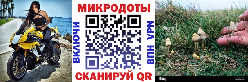 Галлюциногенные грибы Psilocybe Ростов